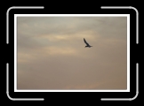 vol de stern 03 * 700 x 474 * (34KB)